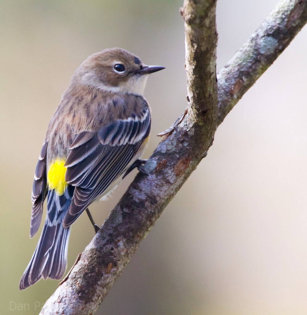Yellow-rumped Warbler by Dan Pancamo is licensed under CC BY-SA 2.0.